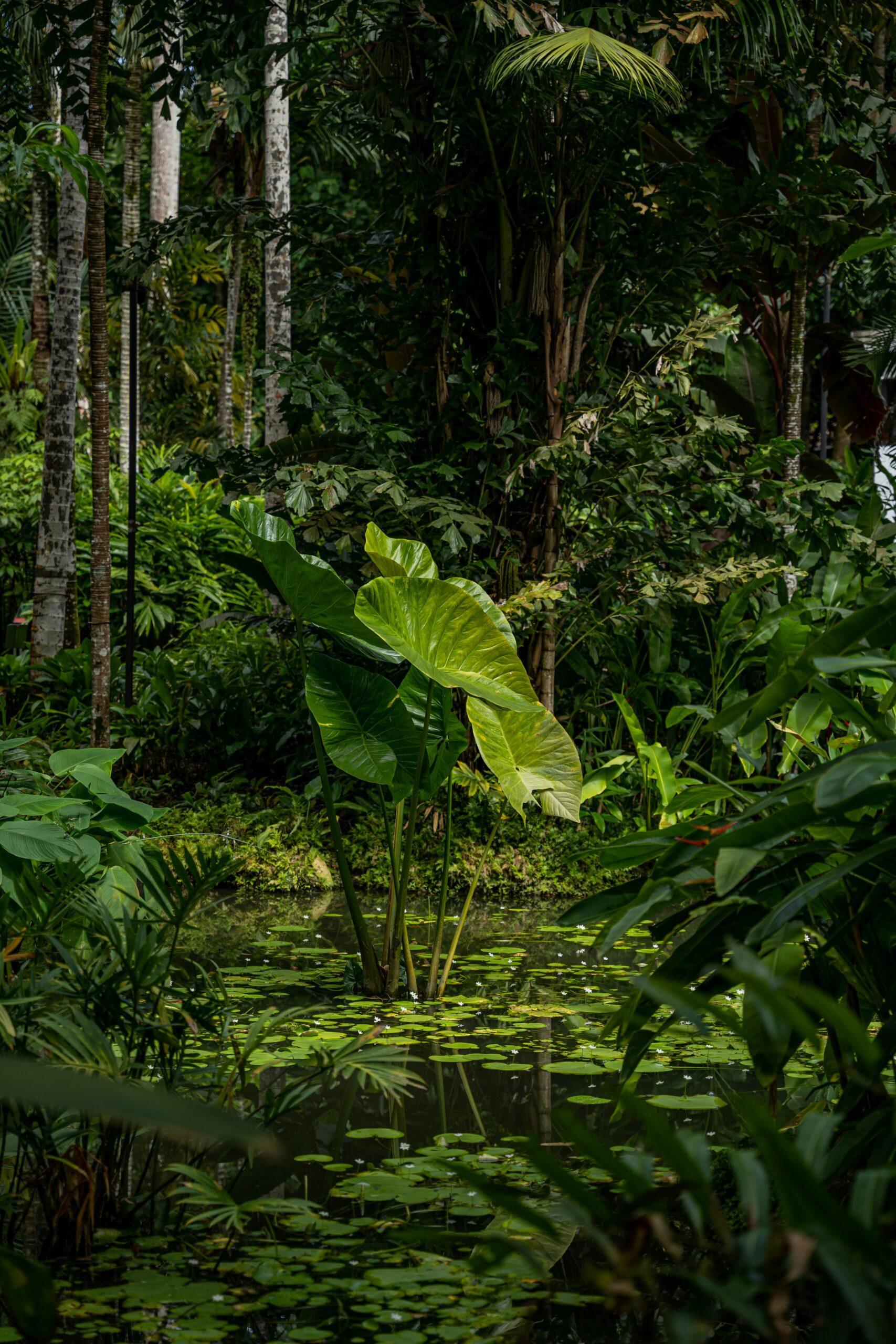 a picture of forest therapy in vancouver and burnaby